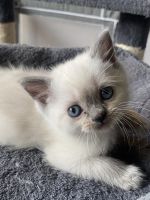 Scottish straight/Persian ragdoll mix