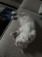 Looking for a home for my cat