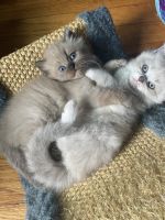 Ragdoll kittens