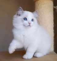 RAGDOLL KITTEN