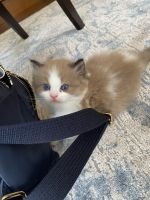 Ragdoll Kittens