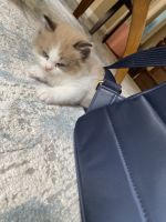 Ragdoll Kittens