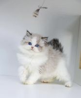 Ragdoll Cats for sale in Collierville, TN, USA. price: $1,500