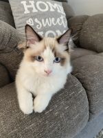 Ragdolls 8 months brother & sister!!!