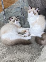 Ragdolls 8 months brother & sister!!!