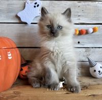 Blue Mink Point TICA Ragdoll Male