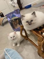 Kittens are looking for new home