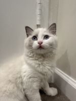 Adorable Ragdoll Kitten Awaiting Forever Home