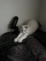 Adorable Ragdoll Kitten Awaiting Forever Home