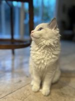 Adorable Ragdoll Kitten Awaiting Forever Home