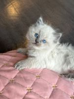 Ragdoll Cats for sale in Frisco, TX, USA. price: $1,700