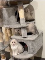 Kitten ragdoll purebreds ready to go home