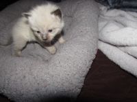 Ragdoll Cats for sale in Beckley, WV 25801, USA. price: $600