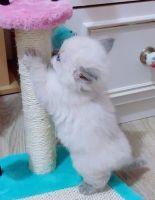 Ragdoll Cats for sale in Black Canyon City, Arizona. price: $350