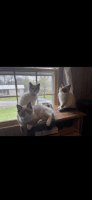 Ragdoll Cats Photos
