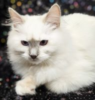 Ragdoll Cats for sale in Lancaster, Pennsylvania. price: $1,272