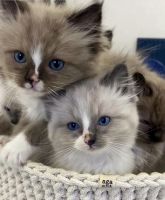 Cute ragdolls