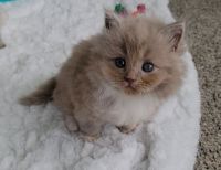 Ragdoll Cats for sale in Knoxville, Tennessee. price: $200