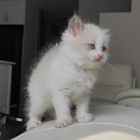 Ragdoll kittens near me