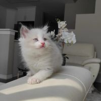Ragdoll kittens near me