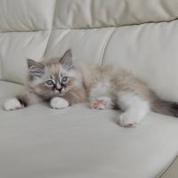 best radgoll kittens