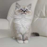 best radgoll kittens