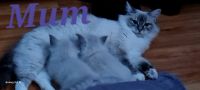 Ragdoll Cats for sale in Geelong, Victoria. price: $900
