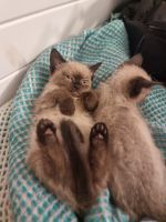 Ragdoll Cats for sale in Coonamble, New South Wales. price: $1,500