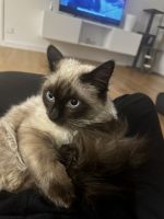 Ragdoll Cats for sale in Penrith, New South Wales. price: $500
