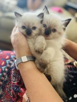 Ragdoll Cats for sale in Ashburn, Virginia. price: $900