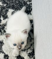 Ragdoll Kitten