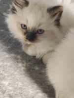 Ragdoll Cats for sale in Williamsport, PA, USA. price: $725