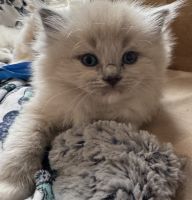 Ragdoll Cats for sale in Knoxville, TN, USA. price: $2,000