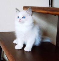 Ragdoll Cats for sale in Buffalo, Indiana. price: $550