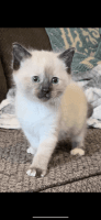 Ragdoll Cats for sale in Cabot, AR, USA. price: $500