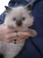Ragdoll Cats for sale in Williamsport, PA, USA. price: $850
