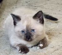 Ragdoll Cats for sale in Cabot, Arkansas. price: $300