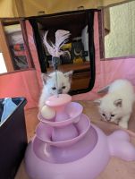 Ragdoll Cats for sale in Vero Beach, Florida. price: $1,500