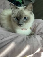 Ragdoll Cats for sale in South Pasadena, California. price: $350