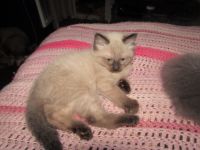 Ragdoll Cats for sale in Beckley, West Virginia. price: $400