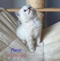 Ragdoll Cats for sale in Cleveland, Ohio. price: $700