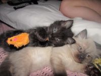 Ragdoll Cats for sale in Beckley, West Virginia. price: $600