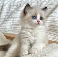 Ragdoll Cats for sale in Lake Los Angeles, California. price: $950