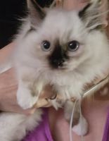 Ragdoll Cats for sale in Williamsport, PA, USA. price: $575