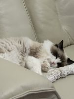 Ragdoll Cats for sale in Ellicott City, Maryland. price: $1,800