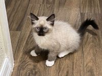 Ragdoll Cats for sale in Largo, Florida. price: $900