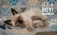 Ragdoll Cats for sale in Sparta, Tennessee. price: $600
