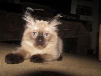 Ragdoll Cats for sale in Beckley, West Virginia. price: $600