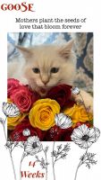 Ragdoll Cats for sale in Puyallup, WA, USA. price: $1,500