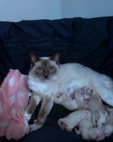 Ragdoll Cats for sale in Raleigh, NC, USA. price: $1,300